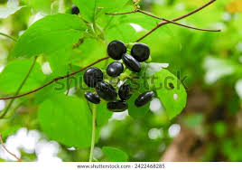 Image result for Cayratia gracilis