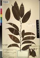 Image result for Diospyros crassiflora