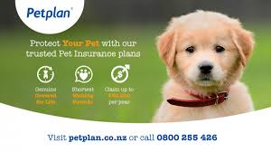 Pet insurance works the same way human insurance does—when you insure your dogs, cats, and other animal friends, you can cover a large portion of these pet insurance companies offer some of our favorite packages and plans for pet insurance. Why Should I Consider Getting Pet Insurance Vetcall