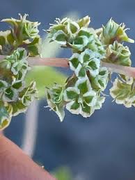 Image result for Amaranthus praetermissus
