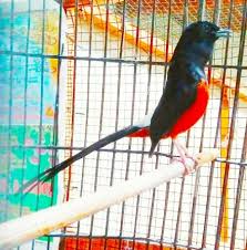 Suara murai batu betina 12 minit kicauan suara burung murai batu betina memikat dan memancing burung murai batu jantan. Murai Batu Thailand Si Ekor Super Panjang