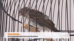 Cara membedakan paud blackthroat jantan dan betina. Tips Cara Mudah Membedakan Burung Blackthroat Jantan Betina Paud Youtube