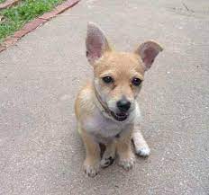 We did not find results for: Jackaranian Jack Russell Terrier Pomeranian Mix Info And Pictures