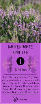 Winterharte Krauter Arten Fur Garten Balkon Plantura Winterharte Krauter Winterhart Thymian Pflanzen