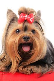 Long Hair Yorkshire Terrier Sweet Eyes With Little Tongue Smiling And Looking To The Camera Dog Wearing Red Yorkshire Terrier Puppies Yorkshire Terrier Terrier