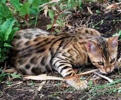 We've put together a list of faqs and some need to. Bengal Cat Characteristics What To Consider Before Buying Pethelpful By Fellow Animal Lovers And Experts