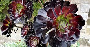 We did not find results for: How To Grow And Care For A Black Rose Aeonium World Of Succulents