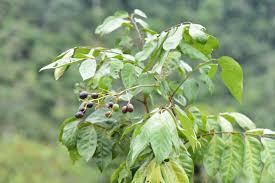 Image result for Clausena