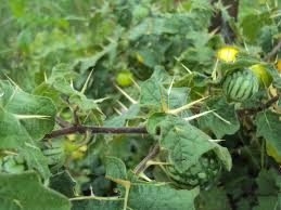 Image result for Solanum viarum