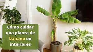 En este caso se puede regar abundantemente hasta que la humedad empape bien el suelo. 7xbusenfgvpqtm