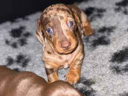 Check spelling or type a new query. Miniature Dachshund Dogs And Puppies For Sale In Ireland Pets4homes
