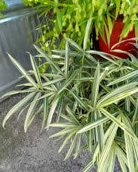 Image result for Pleioblastus fortunei