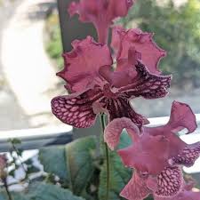 Image result for Streptocarpus erubescens