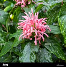 Image result for Justicia diclipteroides