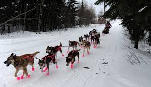 Alaska Da Yasamak Alaska Kopek Hayvanlar