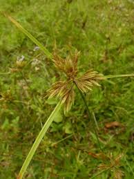 Image result for Pycreus polystachyos