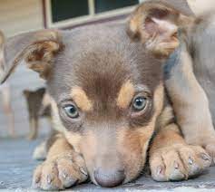 Pure Bred Kelpie Pups For Sale Australian Kelpie In Qld For Sale Puppies And Kitties Working Dogs Australian Kelpie Dog