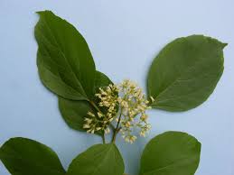 Image result for Premna senensis