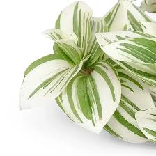 Image result for Tradescantia zebrina