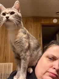 Lost cat, tortoiseshell calico, microchipped, in Delaware