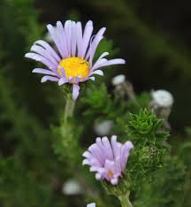 Image result for Felicia filifolia