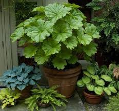 Once known as peltiphyllum peltatum and saxifraga peltata it is the. Darmera Peltata Dunn Gardens Plants Foliage Plants Small Gardens