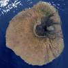 Cabo verde, pronounced ˈkabu ˈveɾdɨ), officially the republic of cabo verde. 3