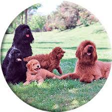 Shipping puppies around the world since 1998. What Is An Australian Cobberdog Dogking