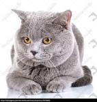 BARRY WHITE British Shorthair Cattery