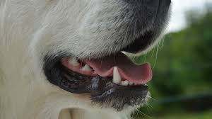 Clean at home no anesthesia. Do You Have To Remove Tartar From Dog S Teeth Healthcare For Pets