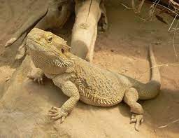 We did not find results for: Lizard Common D20pfsrd