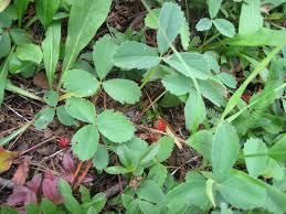 The leaves of this weed have an uncanny resemblence to the leaves of strawberry plants. Leaves Of Three Strawberry Wild Food Girl