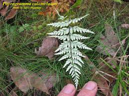Image result for Pityrogramma argentea