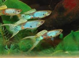 Pin On Fish And Other Marine And Freshwater Creatures