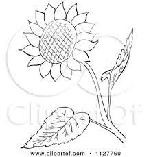 Cartoon Of A Retro Vintage Black And White Sunflower And Leaves Line Drawing Royalty Free Vector Clipart By Flower Drawing Sunflower Clipart White Sunflowers Botanical drawings of sunflowers cartoon drawings of sunflowers charcoal drawings of. sunflower clipart