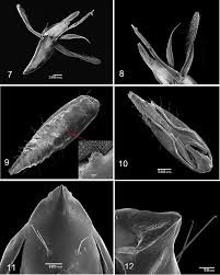 Image result for Phyllonorycter leucographellus