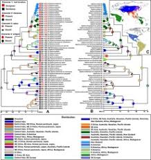 Image result for Fabaceae subfamily Papilionoideae