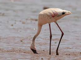 Image result for Lessertia falciformis