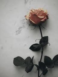 Fresh flowers, chocolates, candles & hampers. Mourning Funny How Flowers Do That