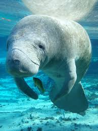 A manatee was found with the word trump scrawled on its back in a florida swimming hole, prompting an investigation from the united states fish and wildlife service, reports said monday. 2018 On Track To Be Record Breaking Year For Florida Manatee Deaths