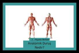 anatomik durus nedir iliskiler ogretim rehber
