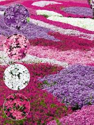 Check spelling or type a new query. Pflanzen Online Kaufen Pflanzen Und Gartenversand Baldur Garten