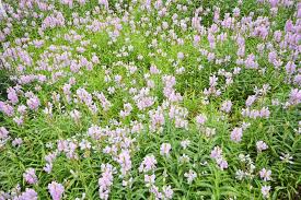Image result for Physostegia