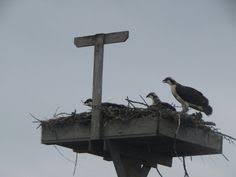 17 Best Osprey Cape Cod Images In 2014 Cod Cod Fish Nest