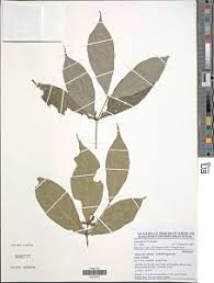 Image result for Belonophora coffeoides