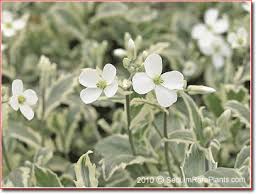 Image result for Arabis alpina