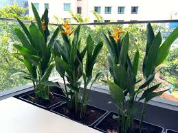 samla planter box in singapore ikea hackers ikea garden furniture planter boxes cheap planters
