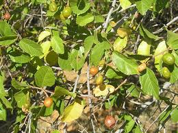 Image result for Grewia retinervis