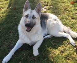 White german shepherd puppies mn. White And Black German Shepherd Google Search German Shepherd Puppies German Shepherd Dogs German Shepherd Training