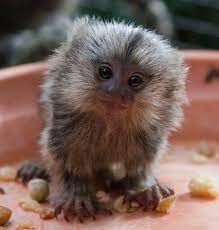 20 Cutest Zooborns On Earth - Oddeecom Animals Pets Cute Animals Cute Baby Animals Animals Beautiful